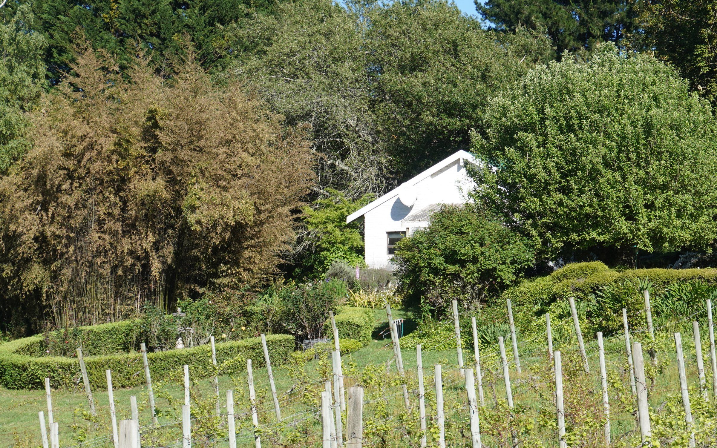 The Bird House, a white cottage among trees and hedges above the vineyard