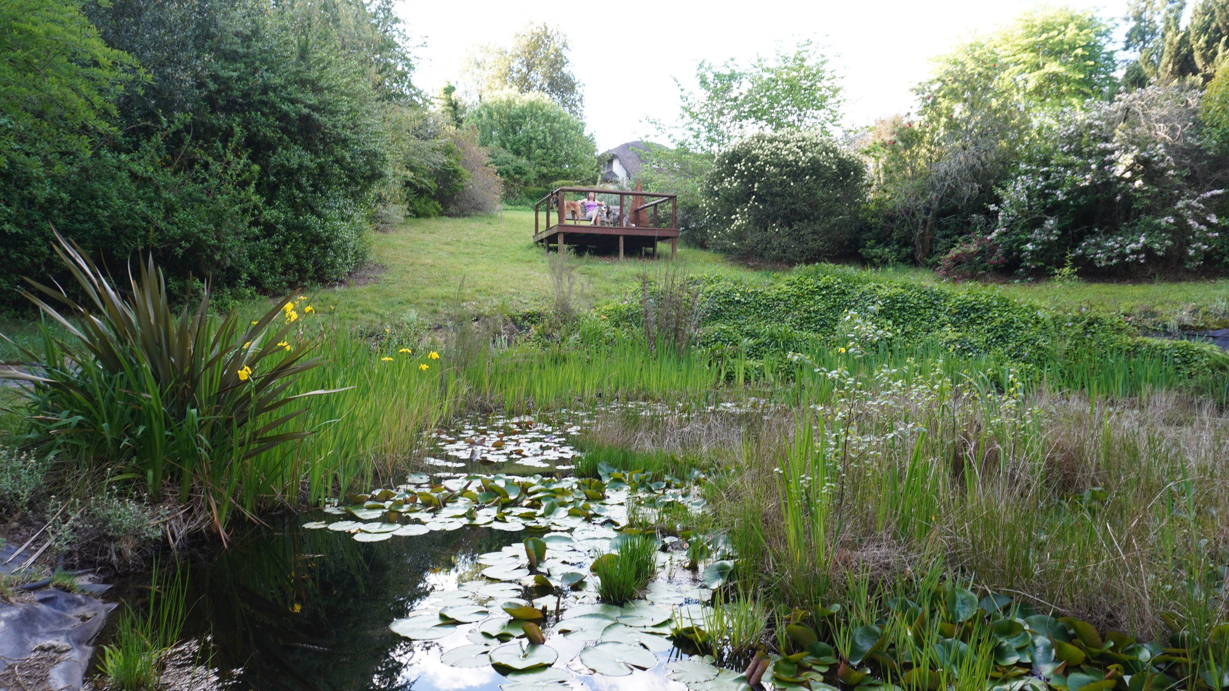 The dam with water lilies and reeds, and a wooden deck on the far bank