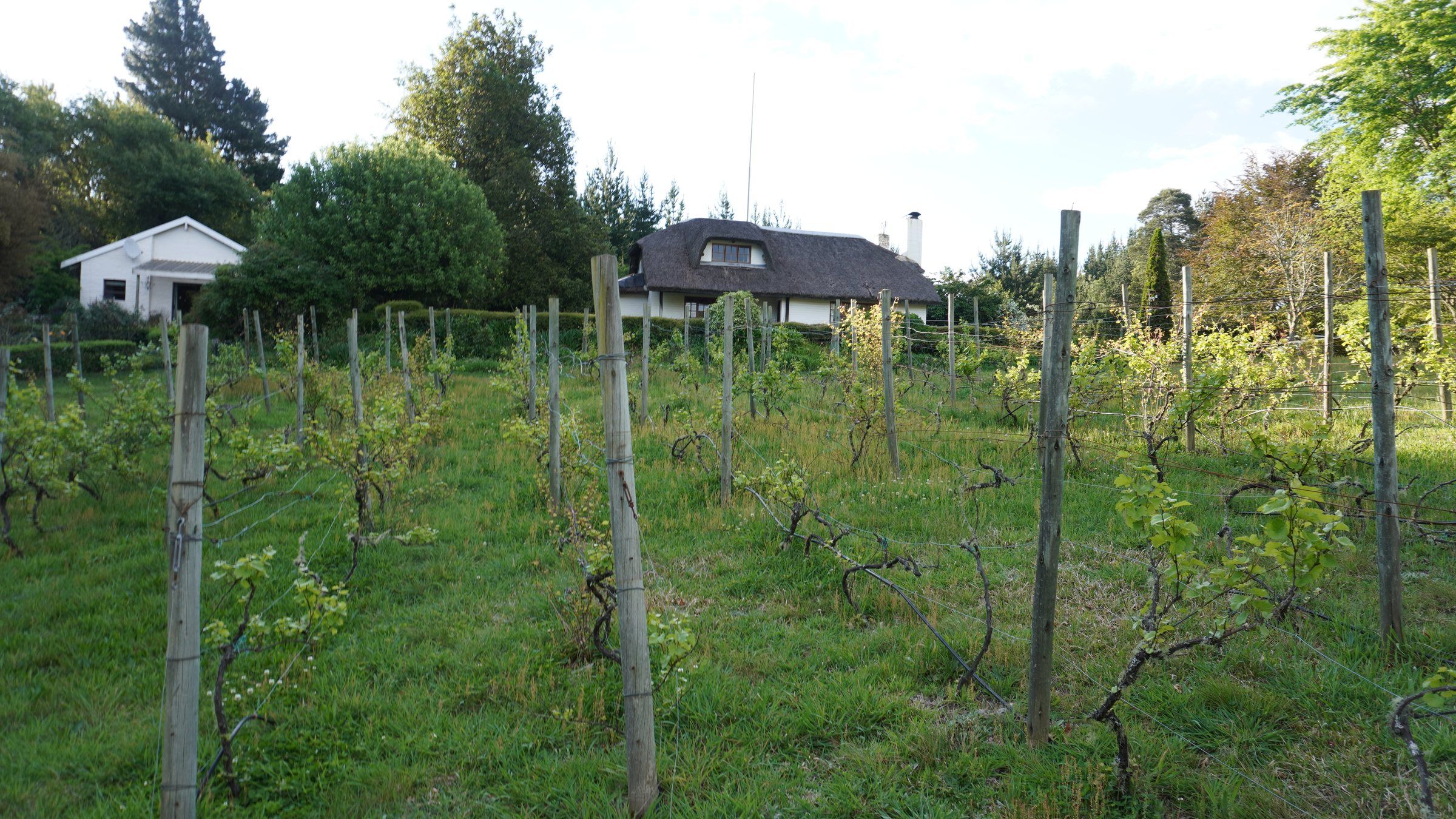 Looking up through the vineyard to De-vine View, with The Bird House to its left