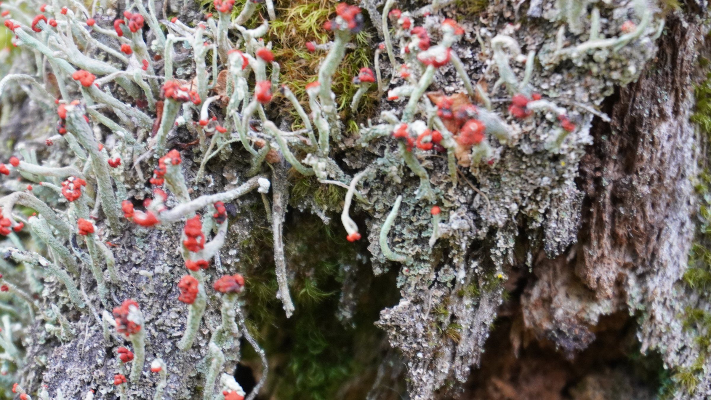 Grey-green lichen with tiny red tips on an old tree trunk