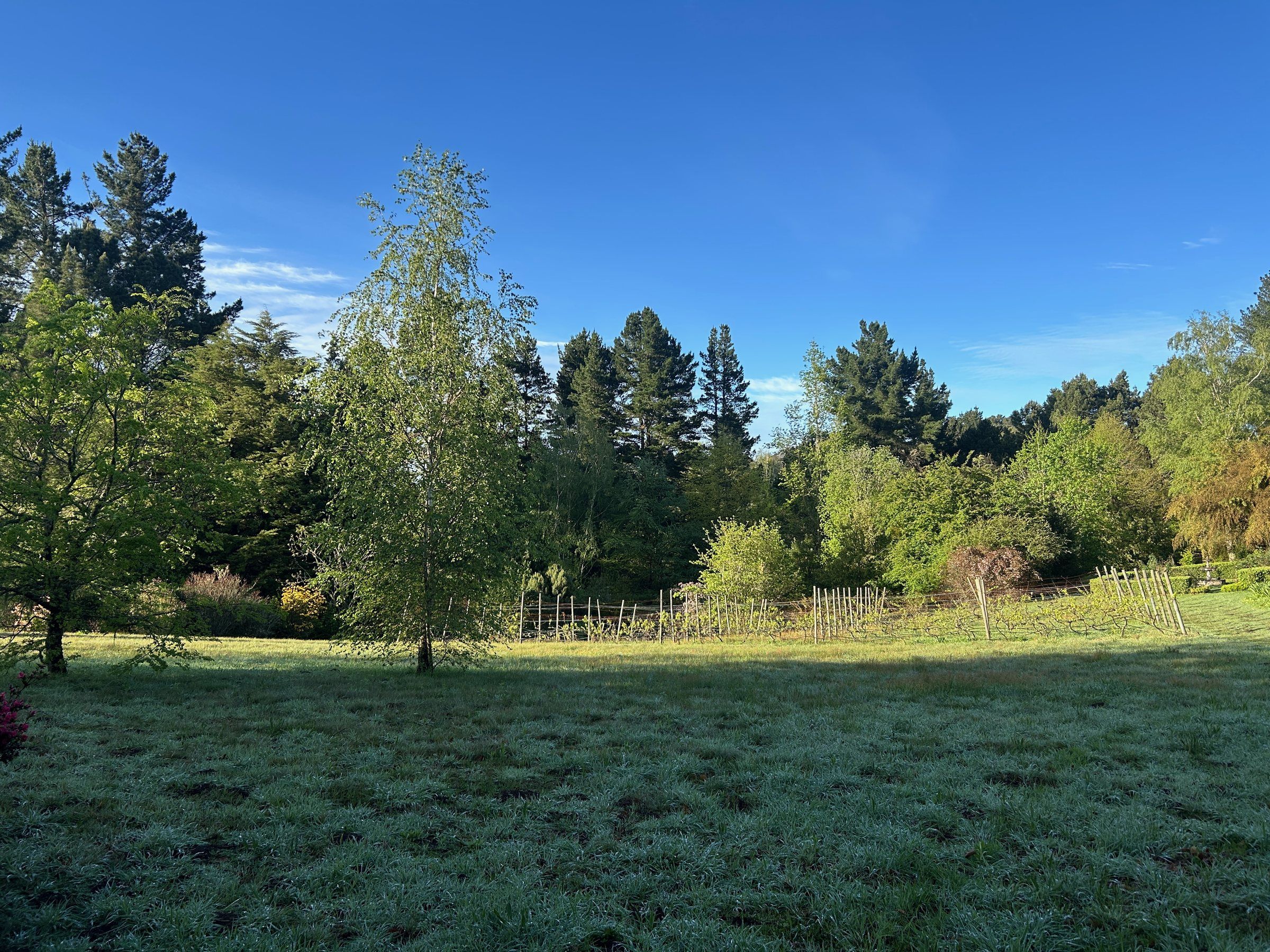 Early light on a dewy lawn with a young birch and the forest edge