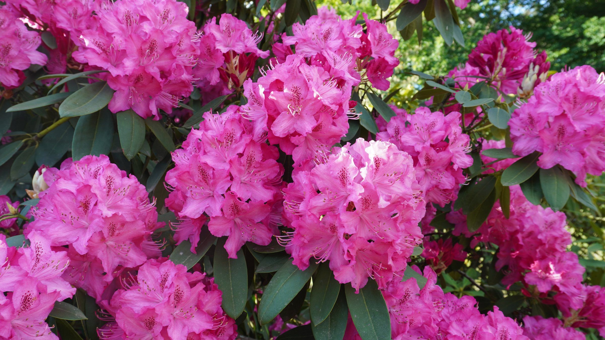 Close-up of bright pink rhododendron flowers