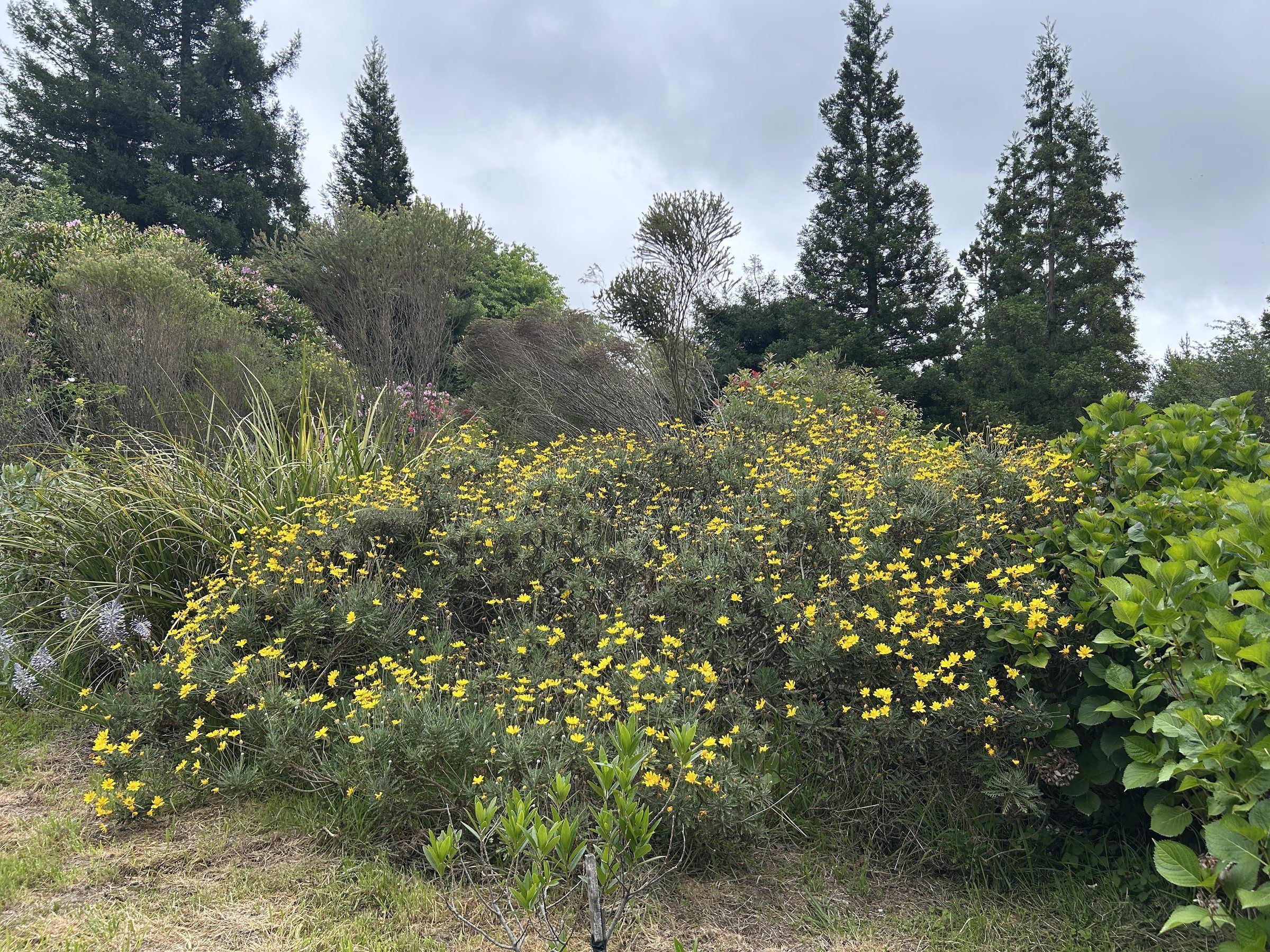 A mound of yellow daisy bushes in the sunny fynbos bed by the gate, with tall conifers behind