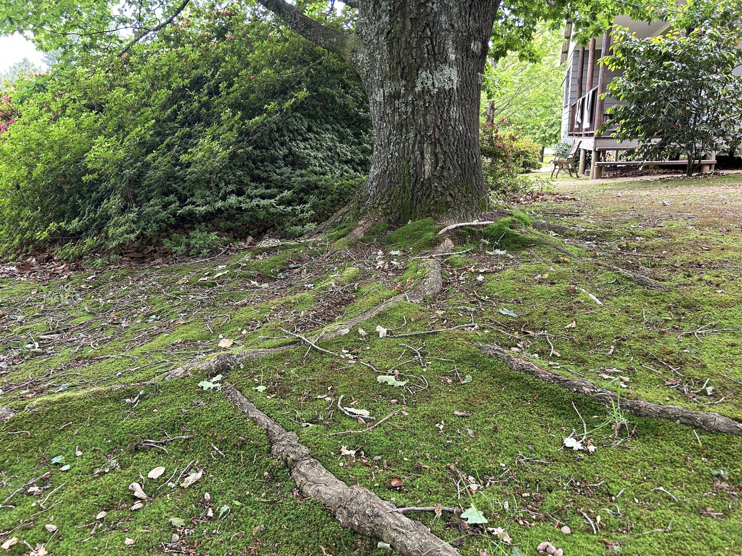 The base of an old oak by EverGreen Lodge, its roots running out over a carpet of moss