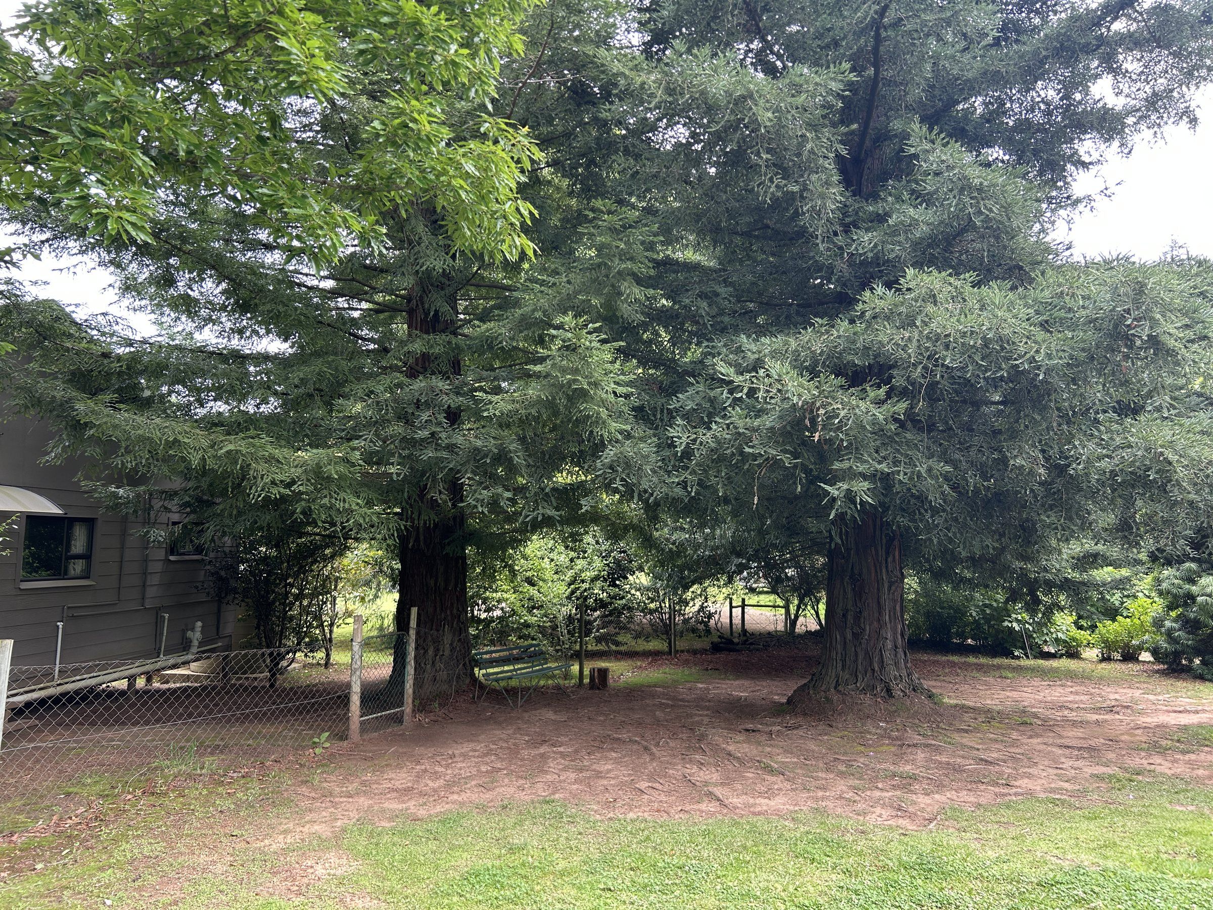 Two redwoods with thick red-brown trunks beside EverGreen Lodge