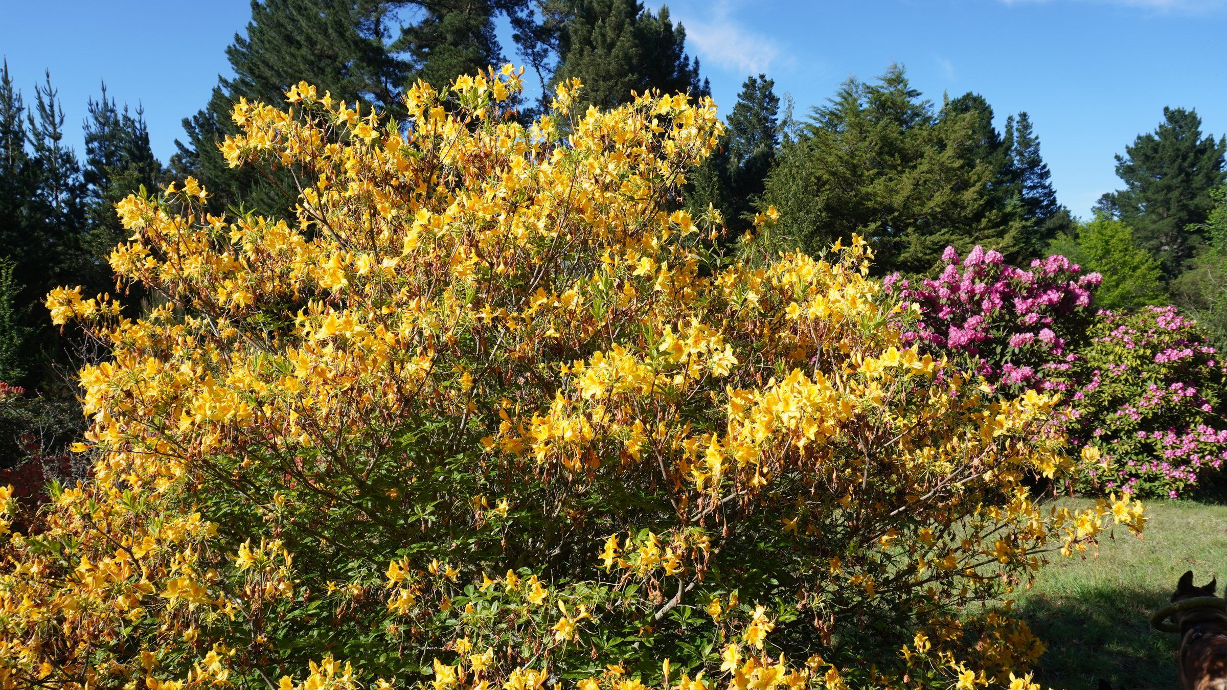 A bank of yellow azalea in full flower